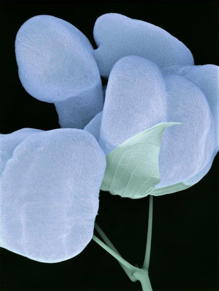 White cotton bolls and a green sepal against a black background