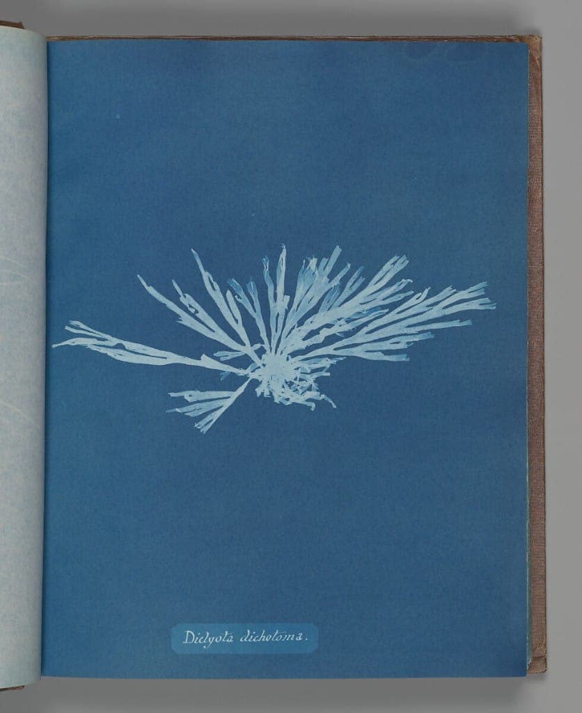 Anna Atkins cyanotype of Dictyota dichotoma, a branching seaweed on a blue page